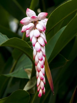 BULBOS ROSADOS