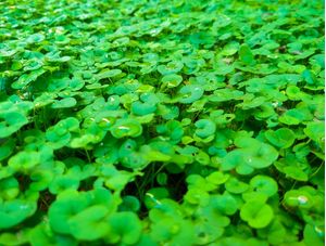 PEQUENAS FOLHAS VERDES E HÚMIDAS
