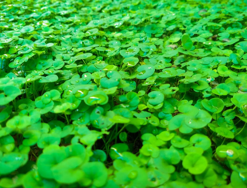 PEQUENAS FOLHAS VERDES E HÚMIDAS