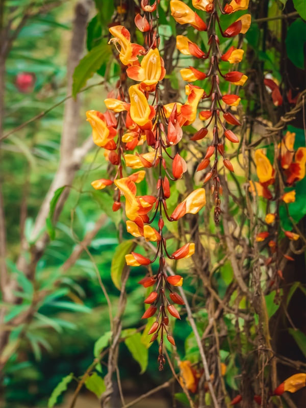 ESSA FLOR LINDA(SAPATINHO DE JUDIA)