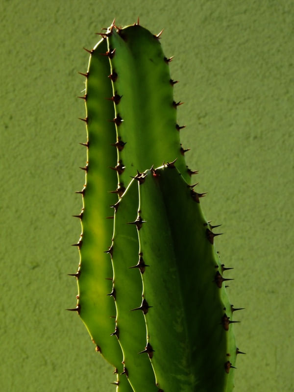 CACTOS E TUDO VERDE