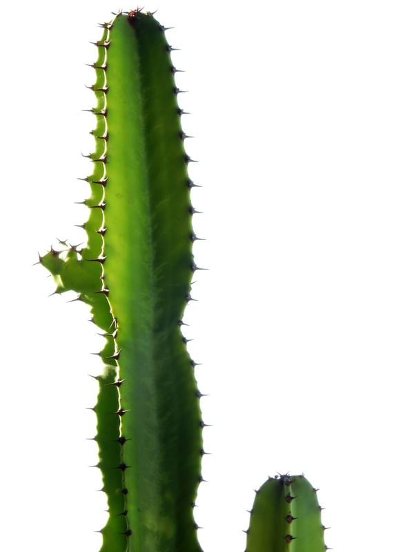 CACTOS VERDE NO BRANCO