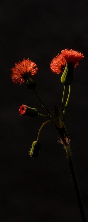 VERMELHO VERDE E PRETO
