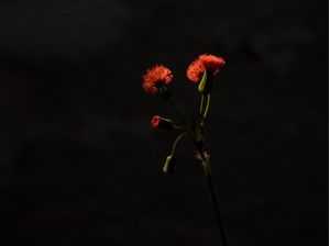 VERMELHO VERDE E PRETO 00