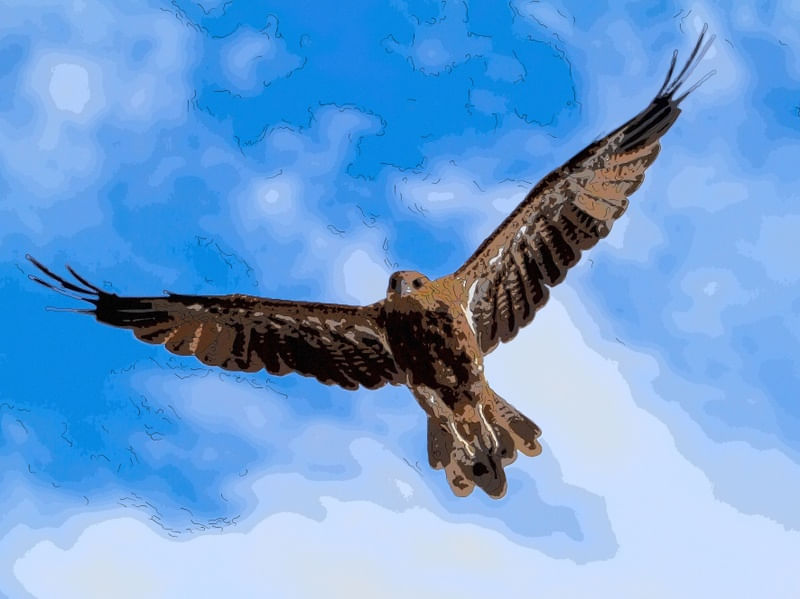 GAVIAO ABSTRATO