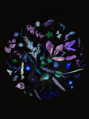 NEGATIFLORES