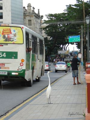 O PASSEIO DA GARÇA