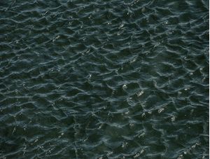 GREEN WATER