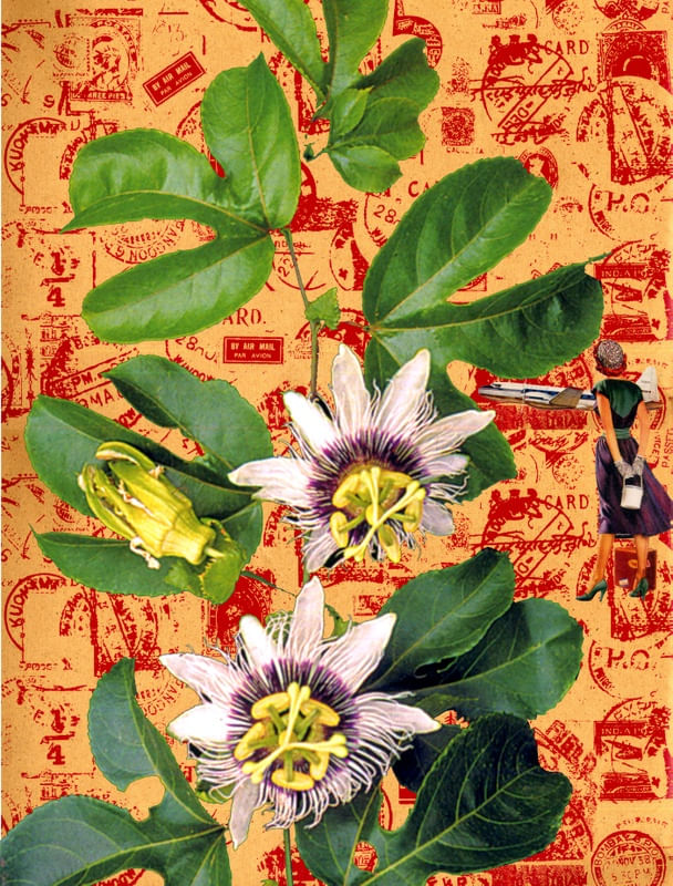 MARACUJÁ