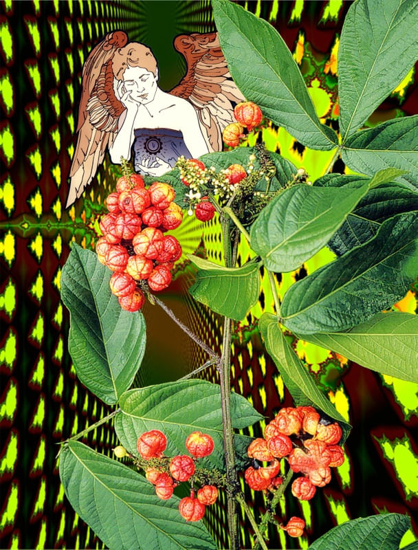 GUARANÁ
