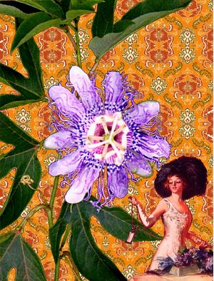 MARACUJÁ PASSIFLORA