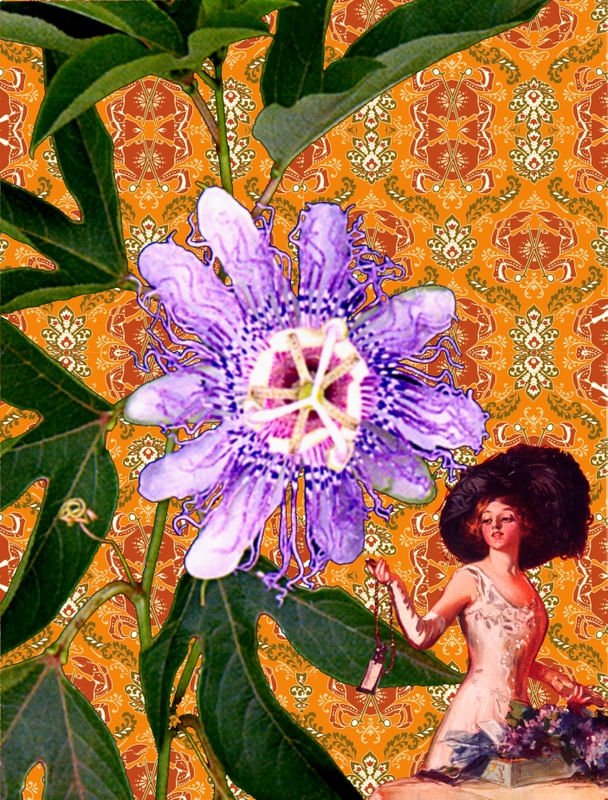 MARACUJÁ PASSIFLORA