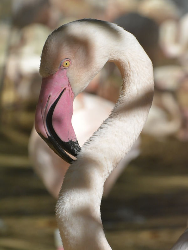 FLAMINGO BIG