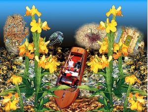 CROSSANDRA