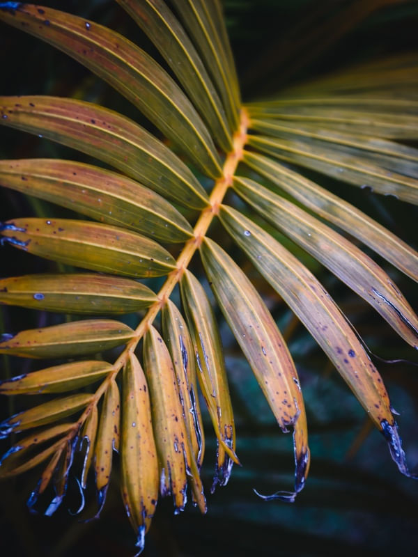 MACRO DE FOLHAGEM