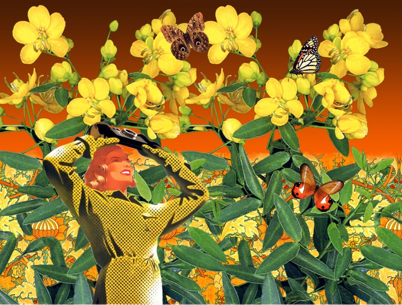 SENNA, A FLOR