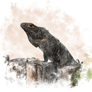 IGUANA BONITA