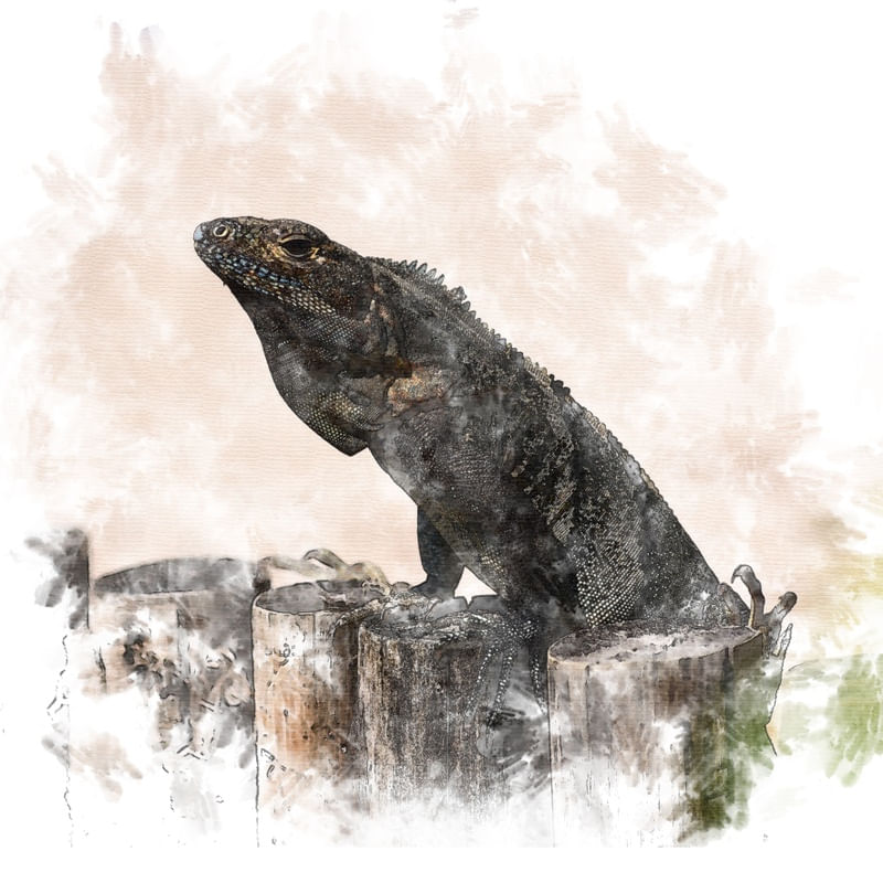 IGUANA BONITA
