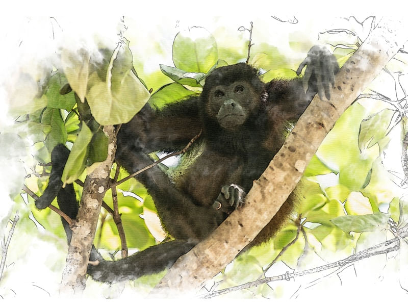 MACACO NA ÁRVORE