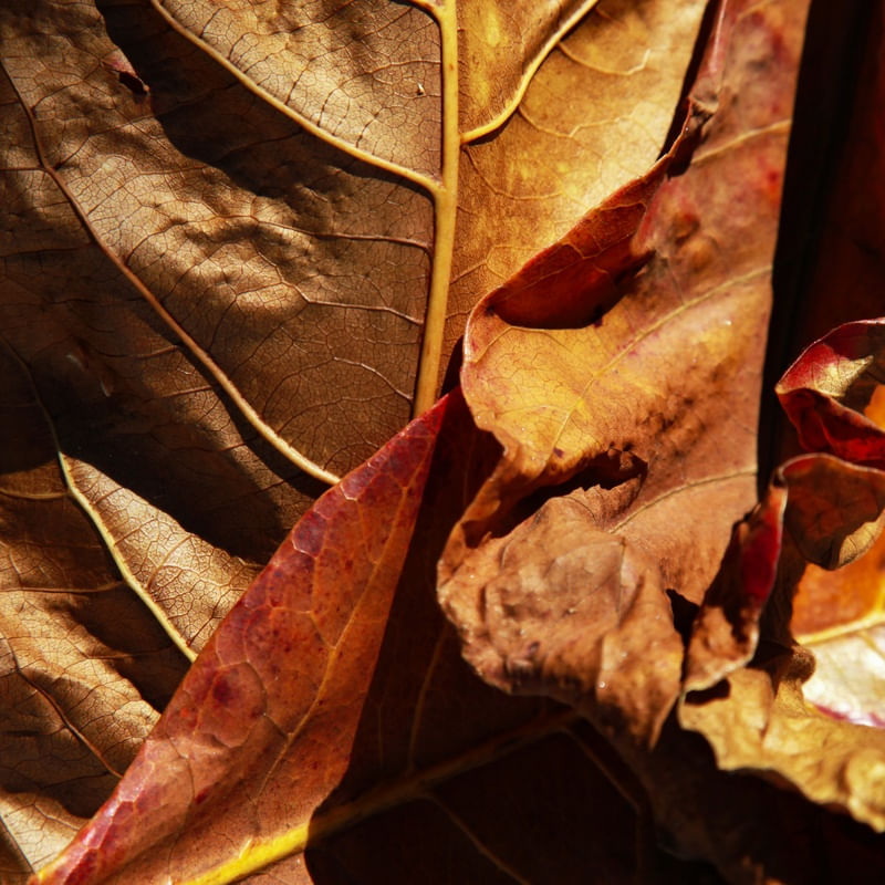 OUTONO INVERNO - 1