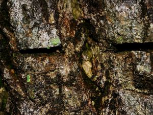NATUREZA NOTURNA I