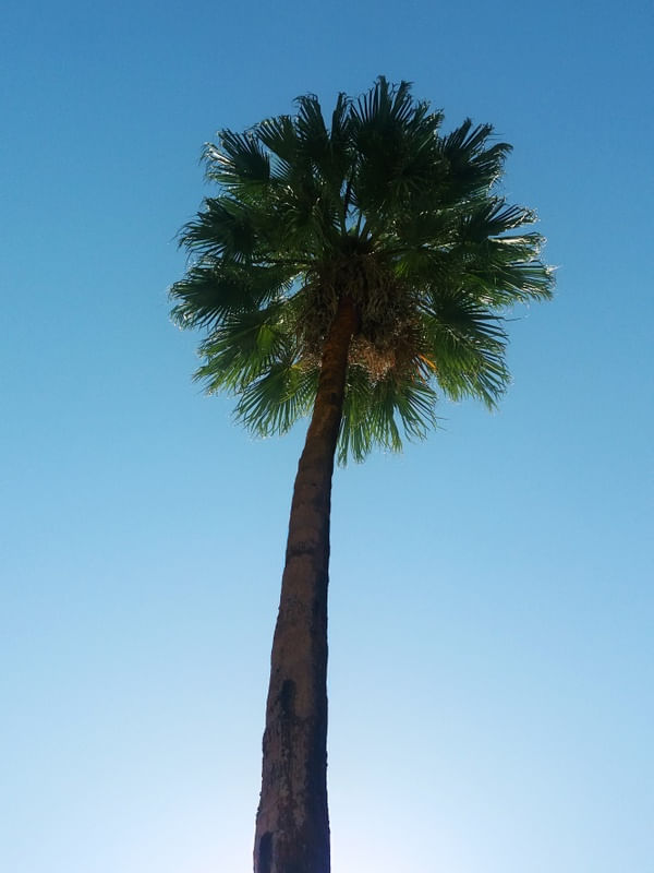 CÉU AZUL E PALMEIRA