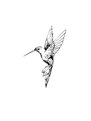 HUMMINGBIRD SKETCH
