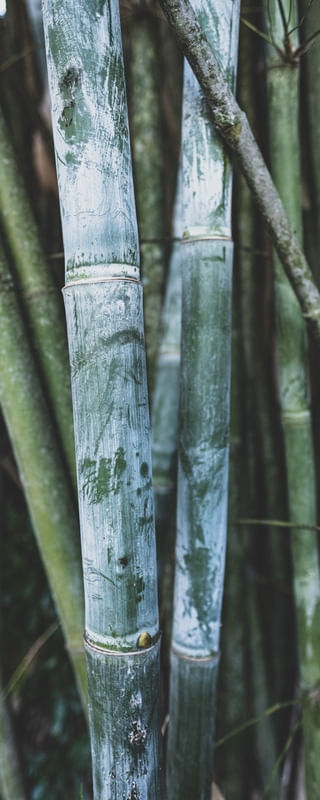BAMBOO DE PERTO
