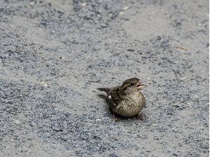 SAND BIRD