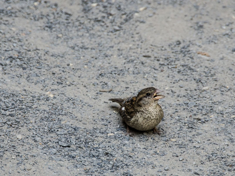 SAND BIRD