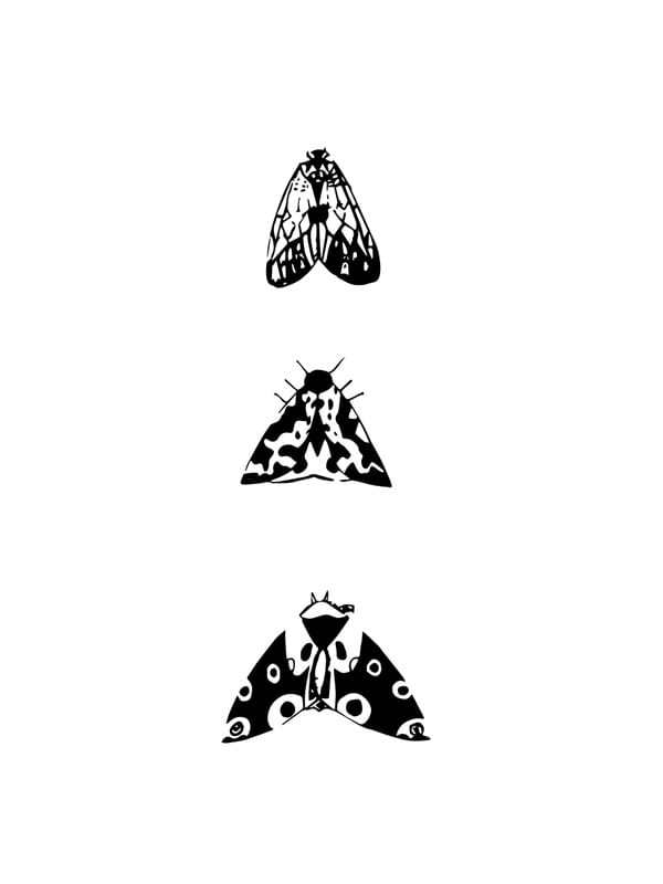 TRIO BORBOLETAS