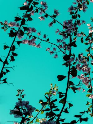 CORES INVENTADAS FLORAL 2