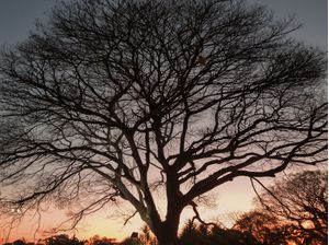 ENTARDECER IBIRAPUERA