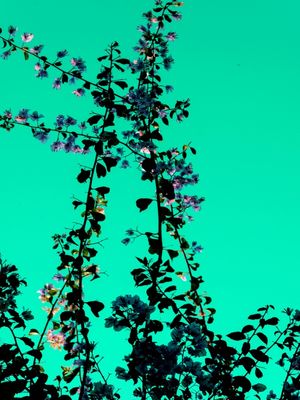 CORES INVENTADAS FLORAL 1