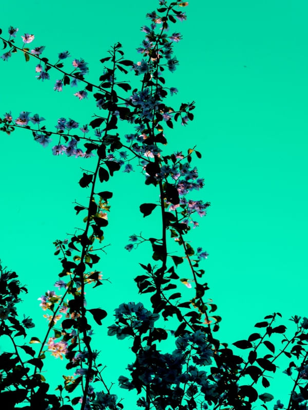 CORES INVENTADAS FLORAL 1