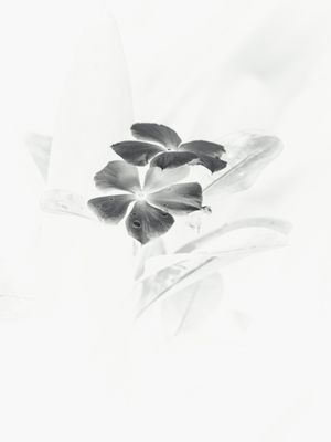 INVERTED FLOWER