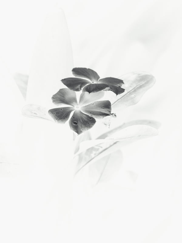 INVERTED FLOWER