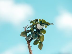 OLHE PARA CÉU II