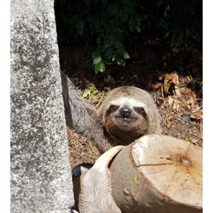 BICHO PREGUIÇA