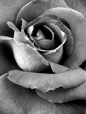 A ROSA E