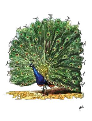 PENAS PAVÃO