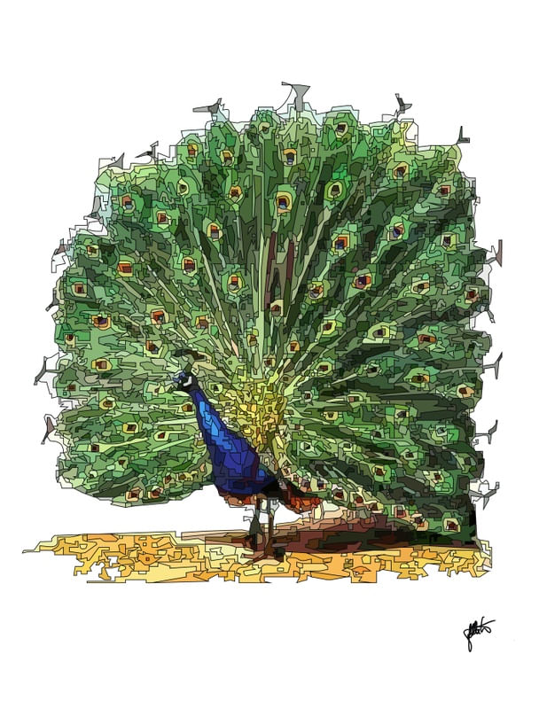 PENAS PAVÃO