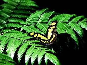 BORBOLETA SS