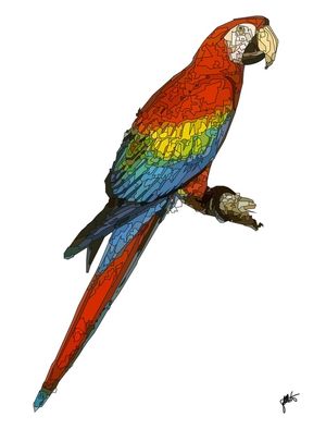 PENAS ARARA VERMELHA