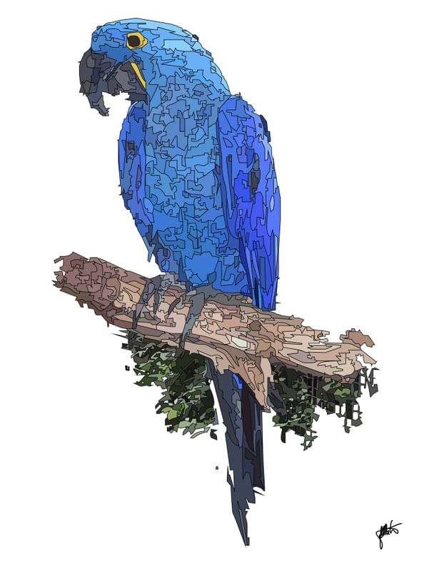 PENAS ARARA AZUL