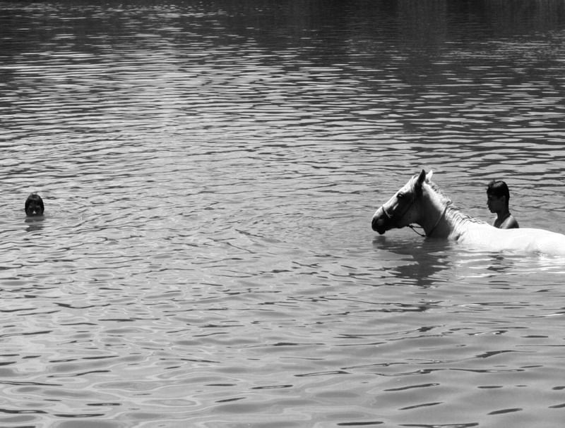 CAVALO NA LAGOA
