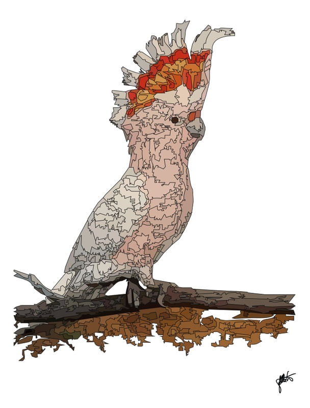 PENAS CACATUA