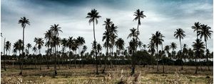 ÁRVORES PANORÂMICAS