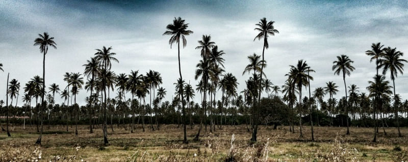 ÁRVORES PANORÂMICAS