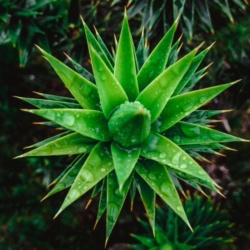 DEW RAIN GREEN 01